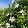 lymar24